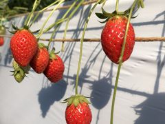 ށ[̃zeBL˂ւ̓eʐ^1