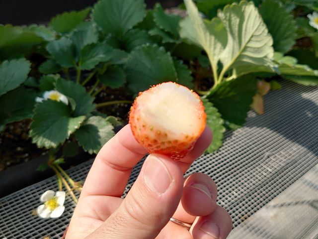 ������́@���͔����ł��B_�����������h