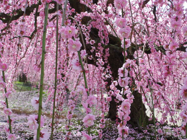 H}Ǝv܂M܂Bnɂ͕i햼̈ē܂łˁB_鎭̐X뉀