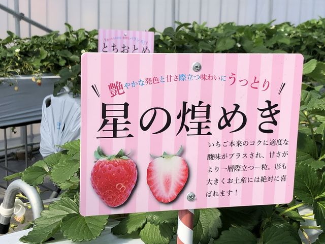 ��������_ICHIGO ZANMAI