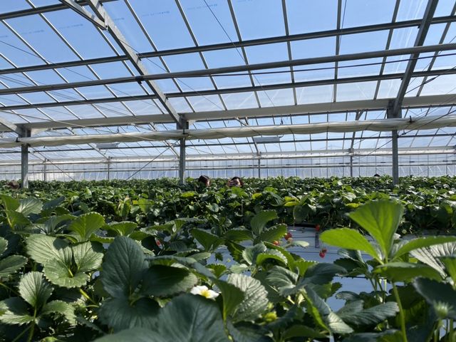 �L�X�����n�E�X�ƍ����ʒu�̕c�I_�������_���������s�A�b�c�@