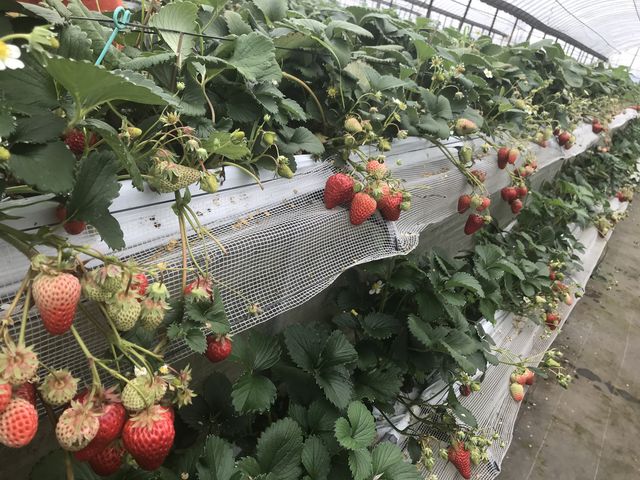 �H�׍���������ł�_�_�Y���������L�삭�����̑�