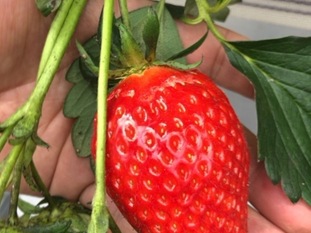 �傫��_���c�_��