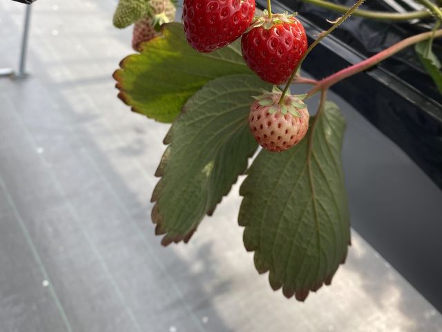 �C�`�S�͉��肩��H�ׂ�ƍŌ�܂ŊÂ��������Ȃ���y���߂�Ƃ̂��Ƃł�����_�Ђ���䕔_��