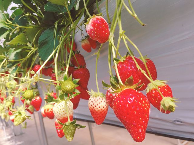 ���������C�`�S�ł�_���������̋��@���V�������_��