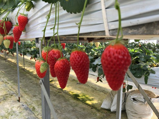 �͕P�H_�x�ÃA�N�A�t�@�[��