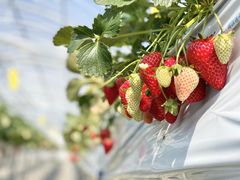 a̕όAOXl΂ւ̓eʐ^1