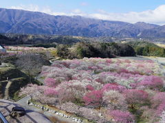 いなべ市農業公園 梅林園 の口コミ一覧 じゃらんnet