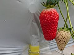 肻񂳂̗̂@_ւ̓eʐ^1