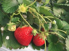 ނ炿񂳂̃Et[Yւ̓eʐ^1