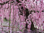 kiyohiko85jp̗鎭̐X뉀̓eʐ^3