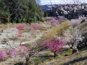 kiyohiko85jp̌P~т̓eʐ^3