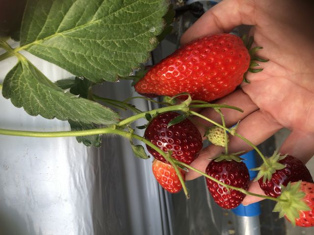 �傫���̂��͕P�B�������̂����C�`�S�B_�x�ÃA�N�A�t�@�[��