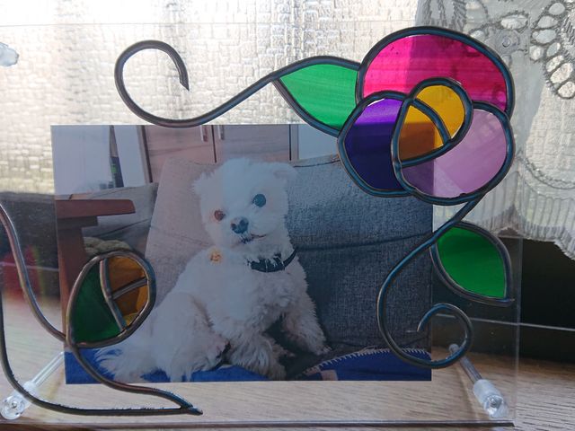 tHgt[ (̎ʐ^)łԂLCł_FʍH[@fB[