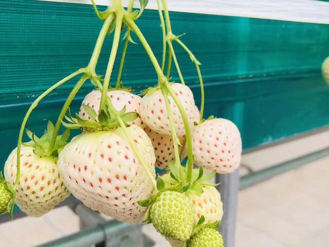 ���߂ĐH�ׂ���������_���c���������_��