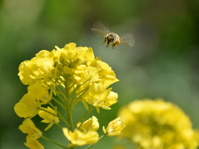 �؂̉Ԕ�������������܂����A_�t�����[�p�[�N�]��