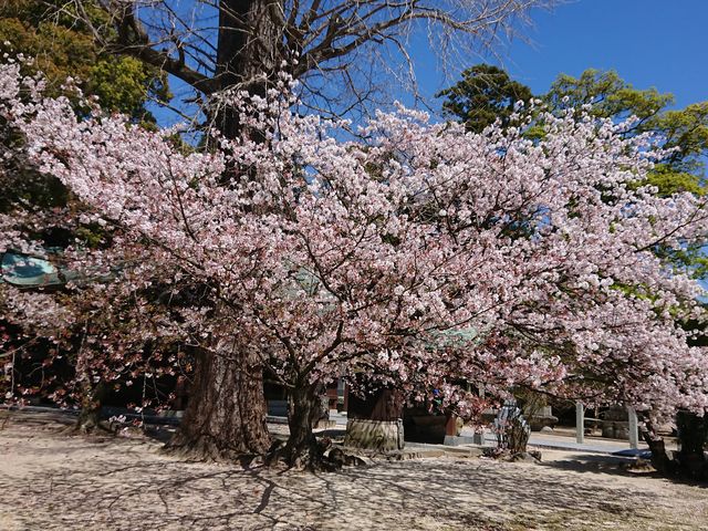 ������̍��͔������ł��B���ꌧ�̍��Y�ł���300�N�̑��ǁA800�N�̓�������ł��B_�呺�_��