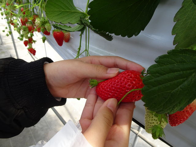 �ō��ɊÂ��Ă��������������ł���_��������������