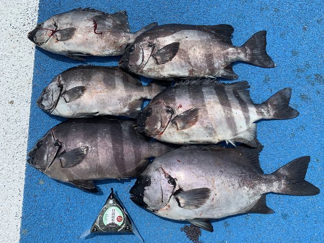 �Α�_�V�n���@�C�ނ����