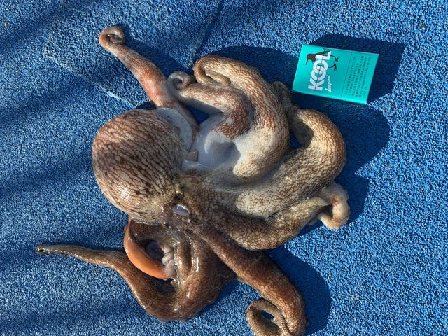 �}�_�R_�V�n���@�C�ނ����