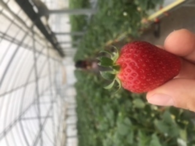 �w�^������Ă�̂����������C�`�S_�Ȃ���䕔_��