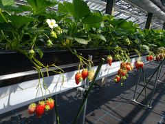 肳̂Ƃ悳t@[ւ̓eʐ^1