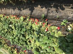 ݂˂􂳂̃x[Yt@[ւ̓eʐ^1