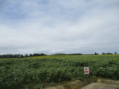 ̂䂫̓̉w Tt[kւ̓eʐ^1