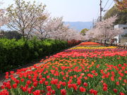 ߂߂񂳂̃fECP̃`[bv̓eʐ^1