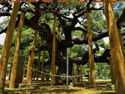 񂳂̖i쌧ɓߎsj̓eʐ^2