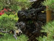 񂳂̖i쌧ɓߎsj̓eʐ^8