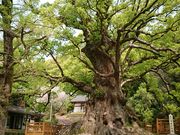 ݂тЂ߂̊_Ђ̓eʐ^1