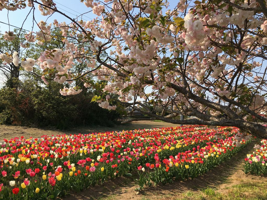 長者ケ浜潮騒はまなす公園前駅周辺の公園 庭園ランキングtop10 じゃらんnet