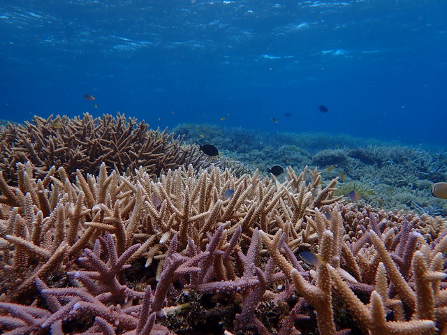 �X��͂ǂ��������h_���\�������X�[��