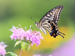 花フェスタ記念公園の口コミ一覧 じゃらんnet