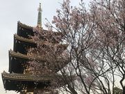 ށ[݂񂳂̍юi_ސ쌧sj̓eʐ^1