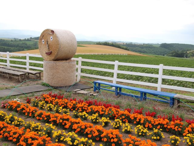 �����[�S�[���h�̉Ԕ�_�V�h�̋u�W�]����