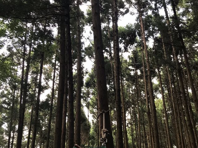 �Ō�̓n�����b�N�łЂƋx�݁B_�c���[�N���X�A�h�x���`���[���؁E����