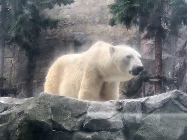 �z�����Ă�����肸���Ƒ傫�ȃV���N�}
���H���Ă��Ȃ��̂ɐ_�X����_���R������