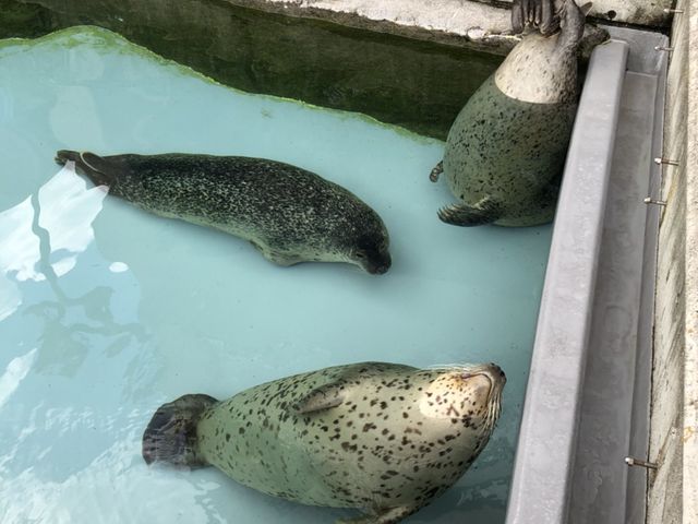 ��ԉ��̃A�U���V�͉��̂��t�������Ă��܂�_���R������