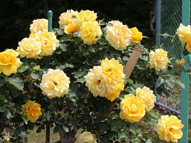 ���d�̃o��_���[�Y�K�[�f�������Ղׂ�