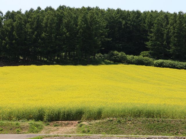 �ׂɂ͍؂̉Ԕ�_�ӂ�̃��C�i���[