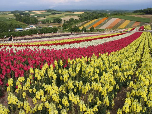 �L���M���\�E���O�~�P_�l�G�ʂ̋u