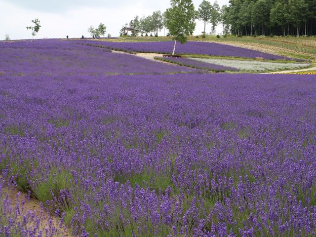 ��ʂ̃��x���_�[_�ʍ��̗� ���X�؃t�@�[��