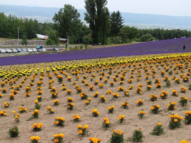 �}���[�S�[���h_�ʍ��̗� ���X�؃t�@�[��