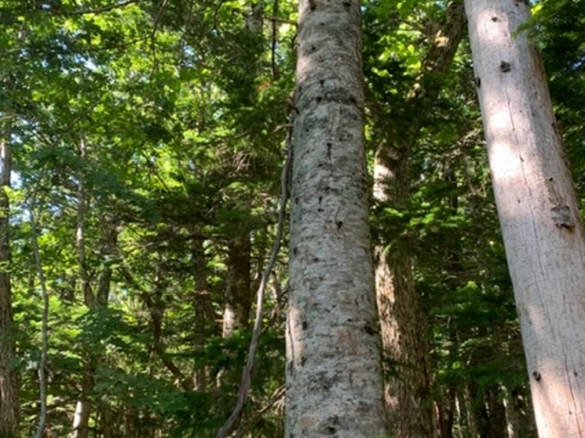 �F�̓o�����܍��������_�m�����R�̌��v���O�������̎���