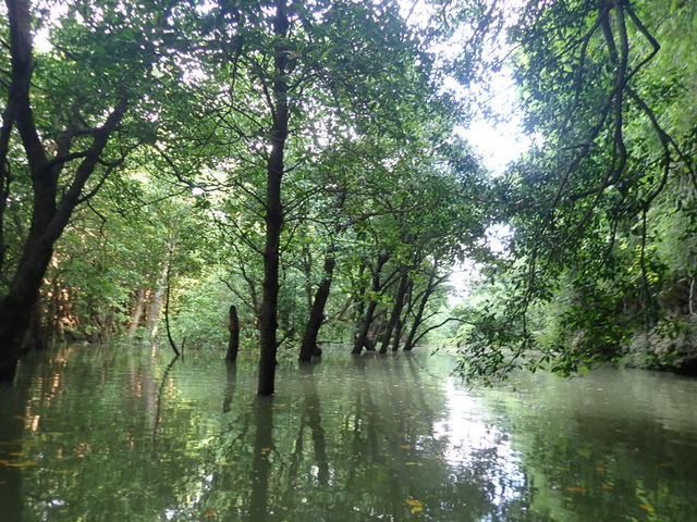 マングローブ森の奥深く_OHCUS石垣島