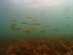 takiBLUELIFEւ̓eʐ^1