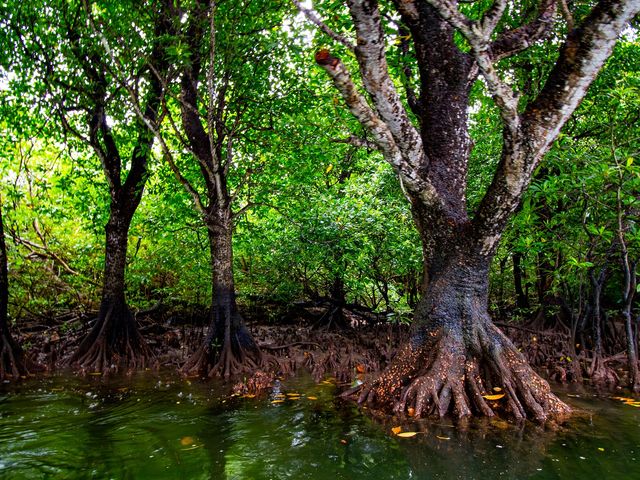 マングローブを間近で見れますよ!_OHCUS石垣島