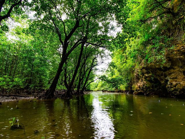 川は、ゆるやか。カヌーから見る景色は絶景です!_OHCUS石垣島